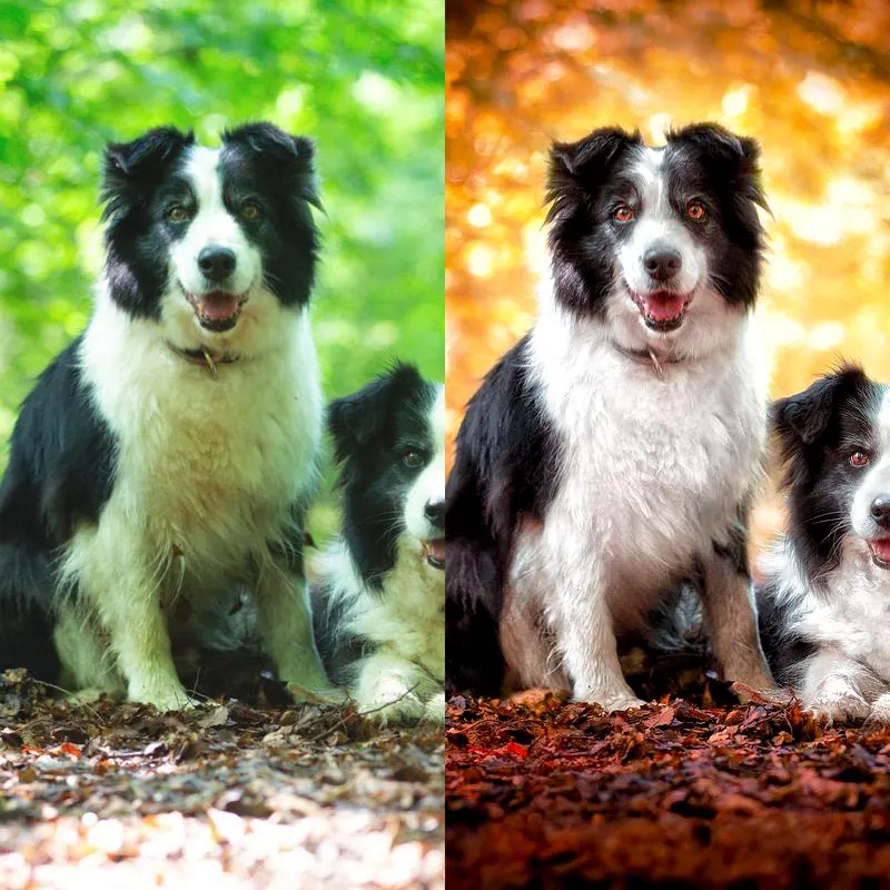 Fotografie psů před a po úpravě